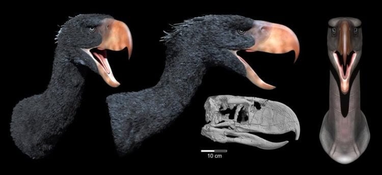 Древняя хищная птица из Антарктиды. Фороракосовые птицы представляли собой крупных и подвижных хищников. Фото.