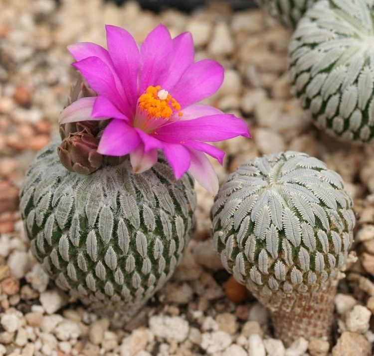 Bigpicture.ru Пелецифора мокрицевидная (Pelecyphora aselliformis)