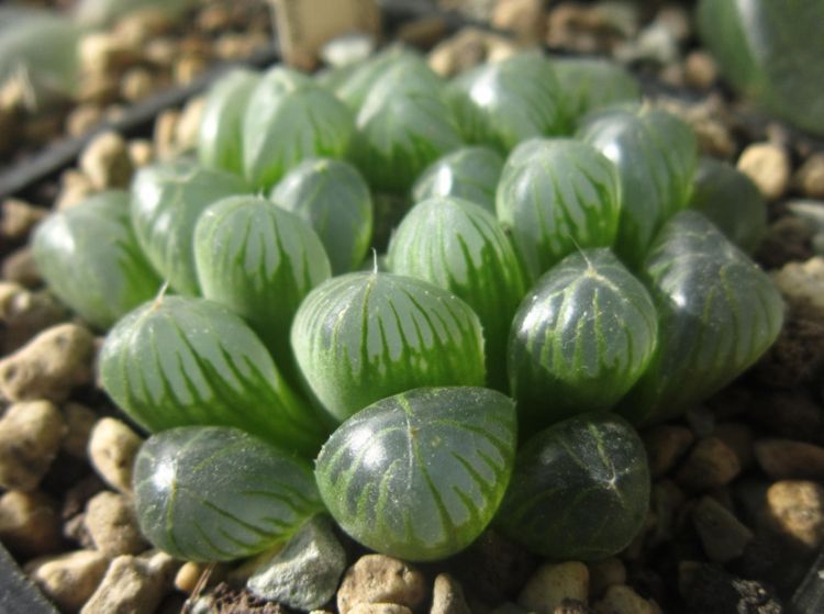 Bigpicture.ru Хавортия Купера (Haworthia Cooperi)