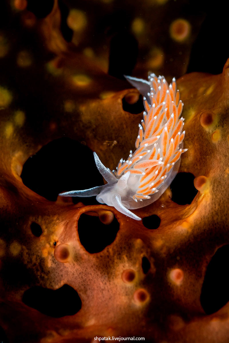 Голожаберный моллюск Coryphella verrucosa